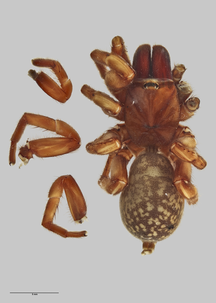 Open-holed Trapdoor Spiders (Genus Stanwellia) · iNaturalist