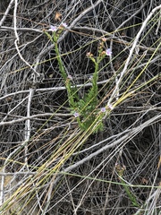 Lobostemon paniculatus