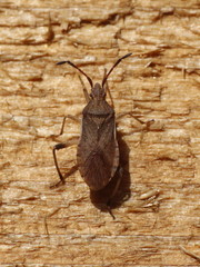 Ceraleptus lividus