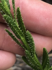 Lobostemon paniculatus