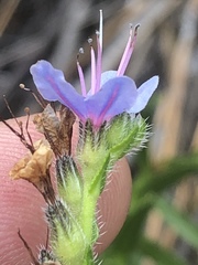 Lobostemon paniculatus