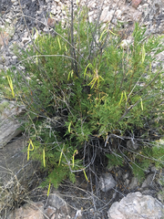 Tecoma stans angustata