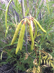 Tecoma stans angustata