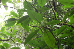 Saurauia tomentosa