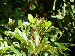 Cupania