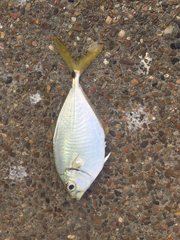 Chloroscombrus chrysurus