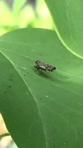 Japanese Leafhopper photo 5