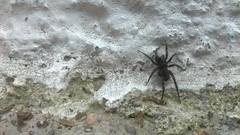 Araneae