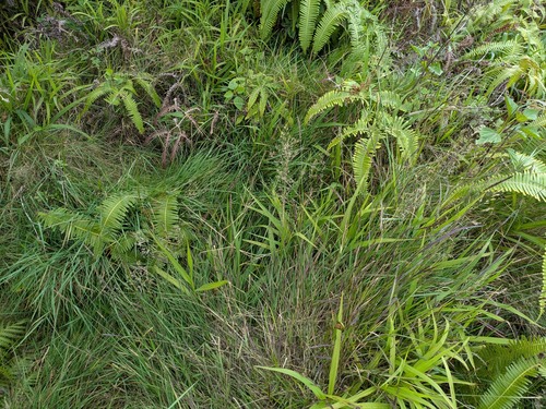 Agrostis capillaris observed 2025-06-28