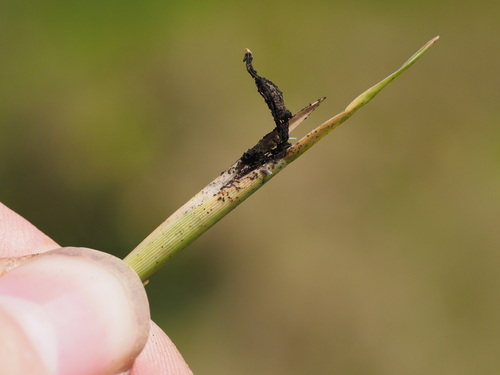 Anthracocystis formosana observed 2025-06-28