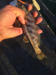 Menticirrhus americanus