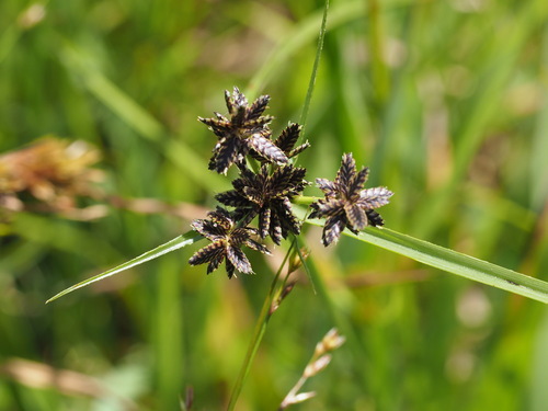Cyperus sanguinolentus observed 2025-06-28
