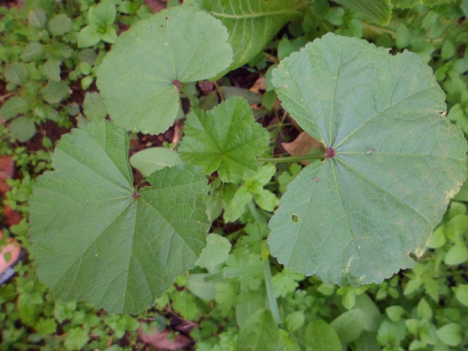 Malva parviflora