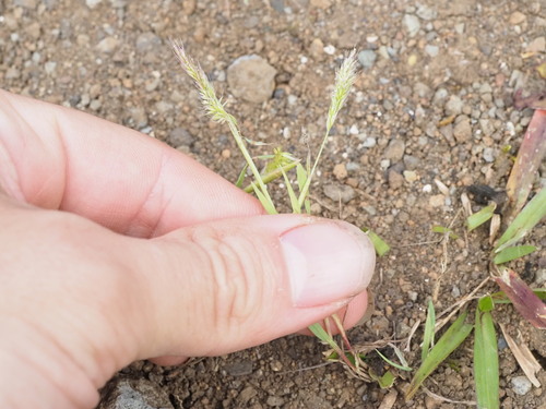 Polypogon fugax observed 2025-06-28