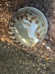 Nerita tessellata