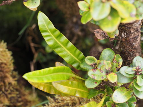 Elaphoglossum crassifolium observed 2025-06-28