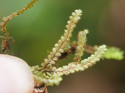Leptoscyphus observed 2025-06-28