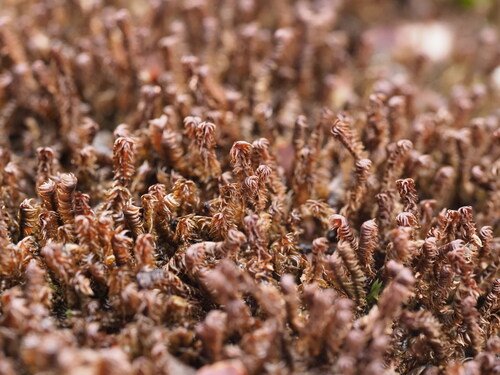 Anastrophyllum fissum observed 2025-06-28