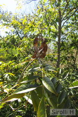 Lonchocarpus nitidus