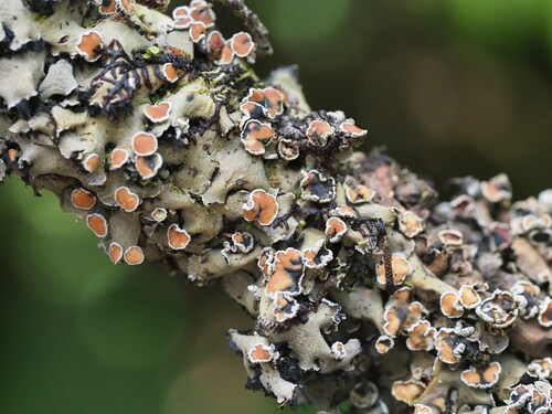 Wrinkled Shingle Lichen