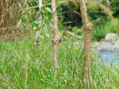 Myiophobus crypterythrus