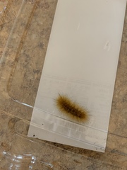 Spilosoma virginica