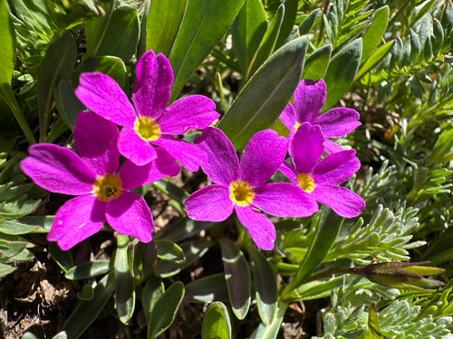 Alpine Primrose (Primula angustifolia)