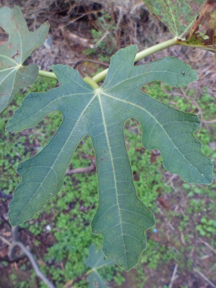 Ficus carica