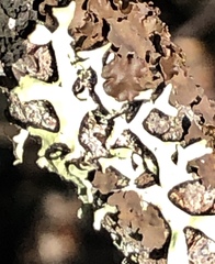 Hypotrachyna sinuosa