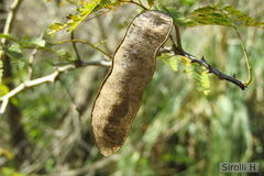 Senegalia bonariensis