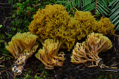 Ramaria apiculata