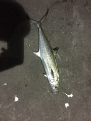 Scomberomorus maculatus