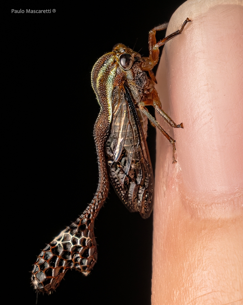Heteronotus delineatus