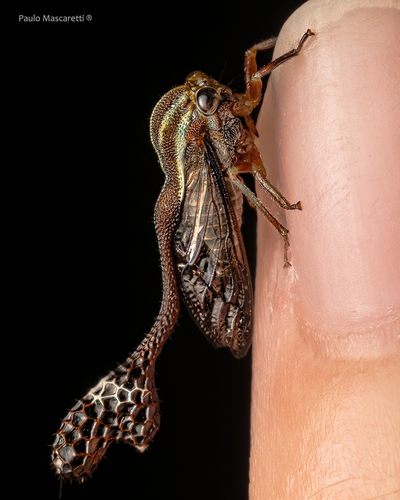 Heteronotus delineatus
