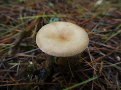 Infundibulicybe squamulosa