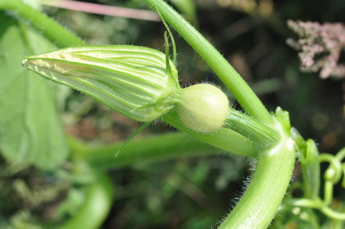 Cucurbita pepo