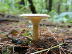 Infundibulicybe squamulosa