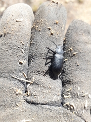 Iphthiminus serratus