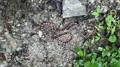 Micrurus multiscutatus