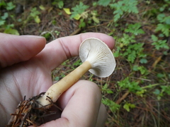 Infundibulicybe squamulosa