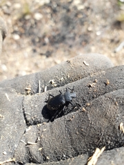 Iphthiminus serratus