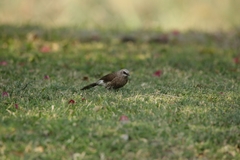 Turdoides hartlaubii