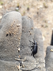 Iphthiminus serratus