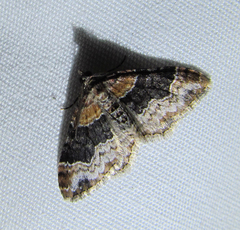 Xanthorhoe ferrugata