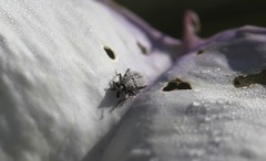 Trichobaris compacta