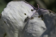 Trichobaris compacta