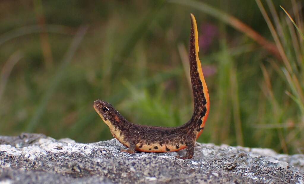 Bosca's newt