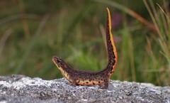 Bosca's Newt photo 2