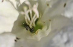 Trichobaris compacta