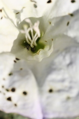 Trichobaris compacta